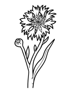 Flower Botanical Cornflower Kids Coloring Pages Pdf, Free Vectors File